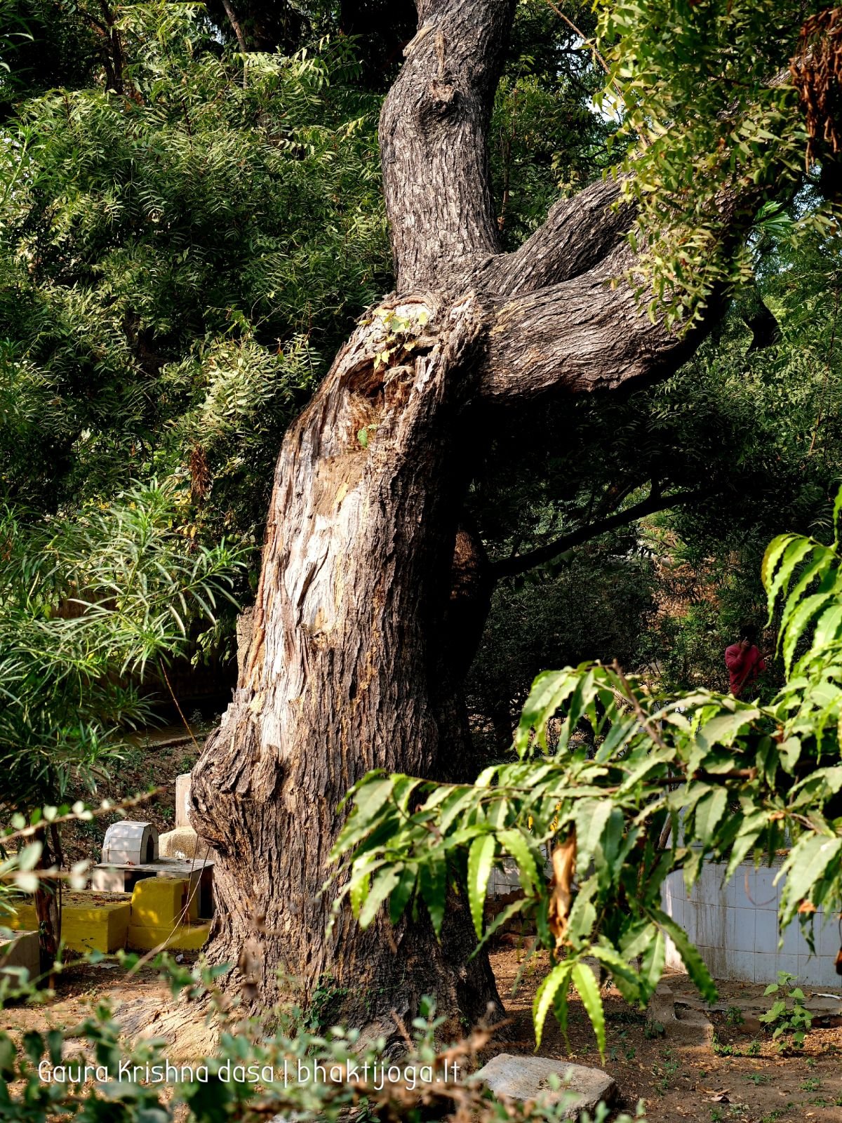 Varshana parikrama and preaching. 2019.12.10